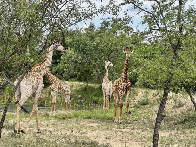 Giraffen und mehr - Südafrika - 