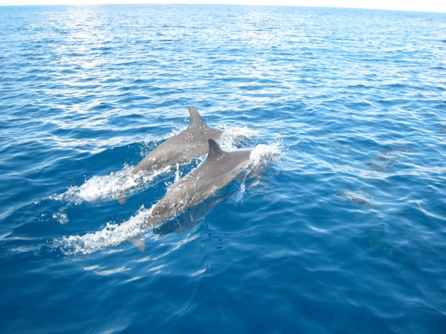 Delfine hautnah erleben - Tansania - 