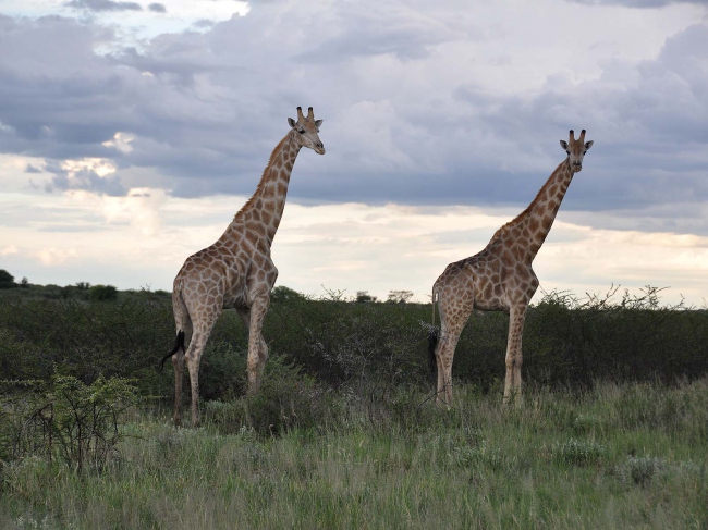 ... und erleben Sie Giraffen... - Botswana - 