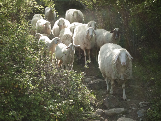 Die schönsten Schafe der Welt ; - Italien - 