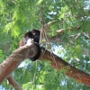 Noch ein Besucher im Baum :-)