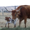 Texas Longhorn-Kalb eine Woche alt (jung) 