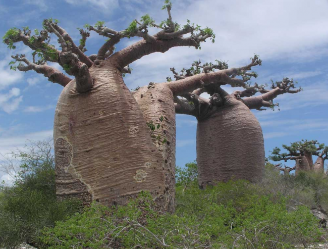 Baobabs - beeindruckend, oder? - Madagaskar - 