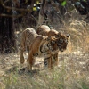 Die berühmten indischen Tiger