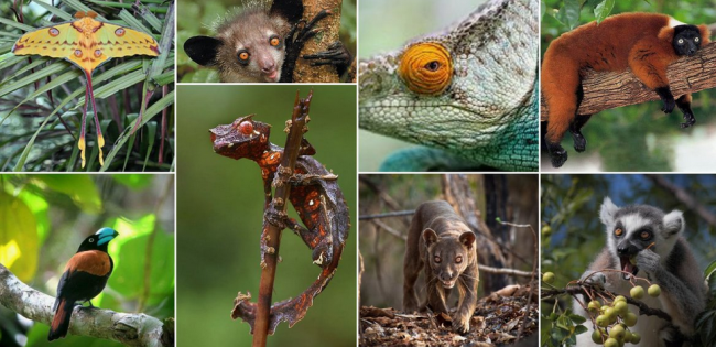 Auf Madagaskar haben sich Jahrtausende lang unabhängig vom Rest der Welt unzählige edemische Tierarten entwickelt  - Madagaskar - 
