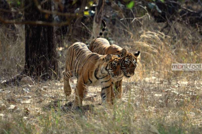 Die berühmten indischen Tiger - Indien - 