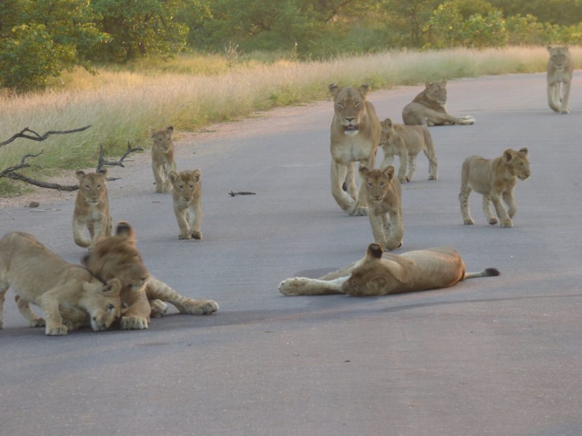 Auf unseren Safaris gibt es immer wieder schöne Überraschungen  - Südafrika - 