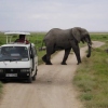 Hautnah Elefanten erleben im Amboseli Nationalpark