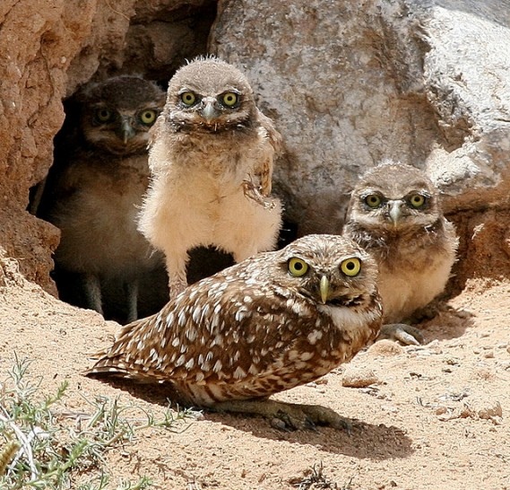 Burrowing Owl - die kleinen putzigen Eulen leben und nisten im Erdboden, manchmal kann man sie sehen - Kanada - 