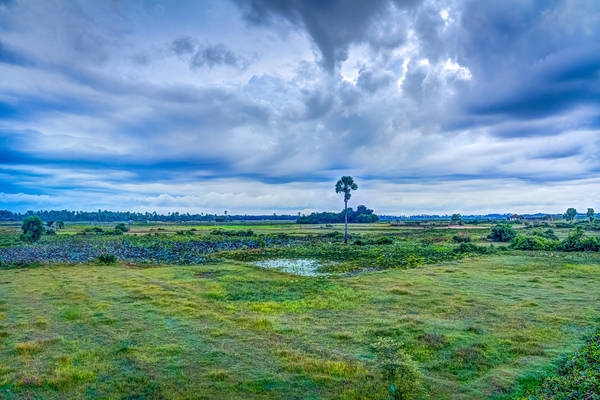 Unser Resort ist umgeben von wunderschönen Reis- und Lotusblumenfeldern - Kambodscha - 