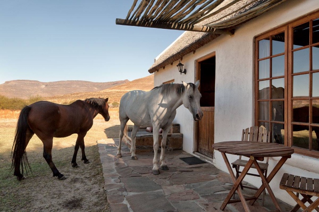 Unsere Pferde  - Südafrika - 