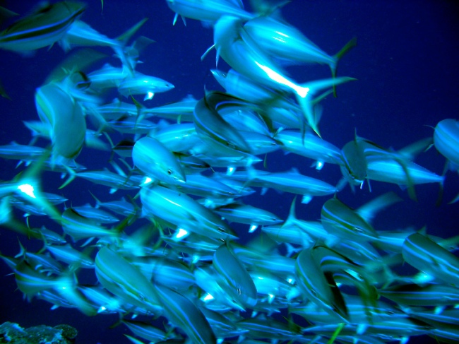 Die Unterwasserwelt wird Sie begeistern - Tonga - 
