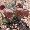 Hoodia, eine wildwachsende Pflanze der Namib mit medizinischen Eigenschaften