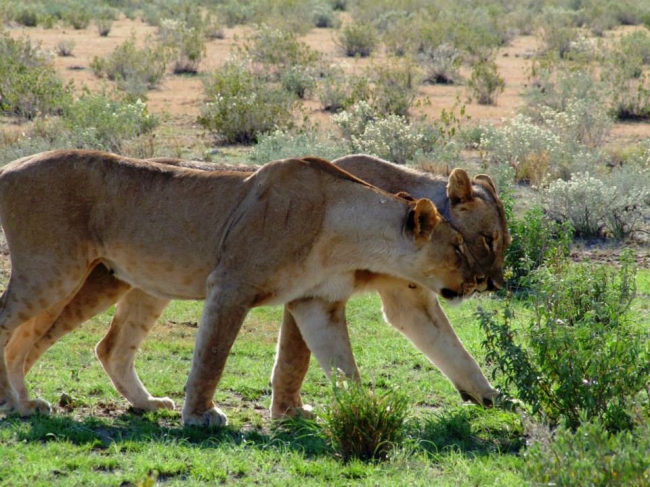 Junge Löwinnen im Etosha Nationalpark - Namibia - 