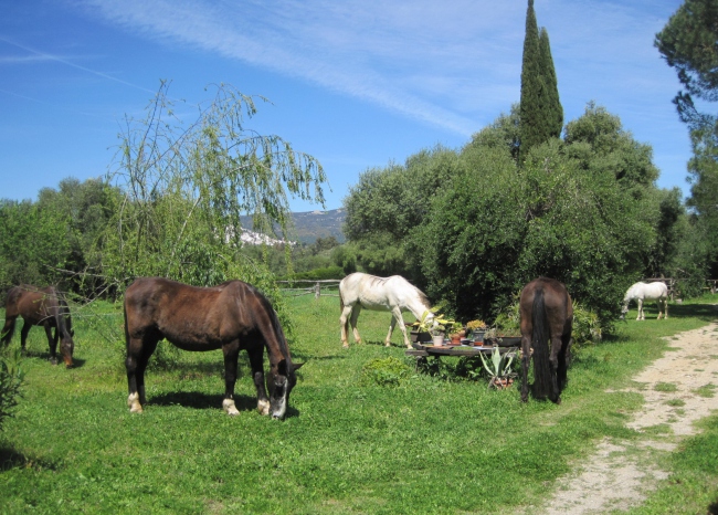 Fünf unserer sechs Pferde im Garten - Spanien - 