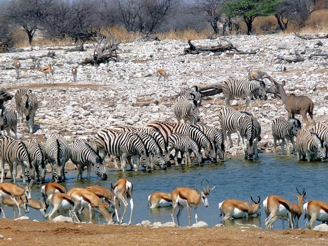 Etosha Nationalpark - Wildbeobachtungen an einer der Wildtränken - Namibia - 