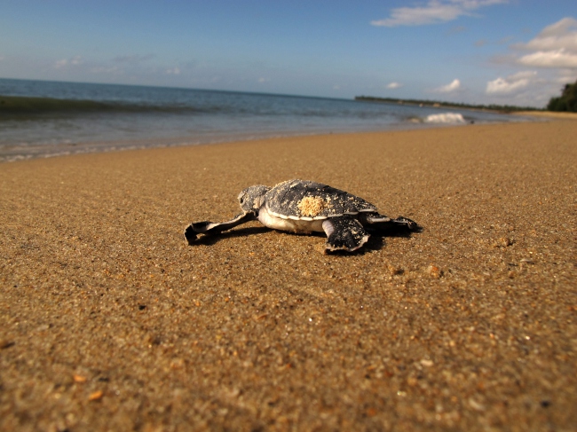 Meeresschildkröten-Schutzprogramm: Friends of Maziwe - Tansania - 