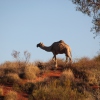 Tierische Überraschung in Australien: Da steht ein Kamel am Wegesrand.