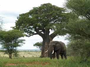 Individuelle Rundreisen & Safaris in Tansania