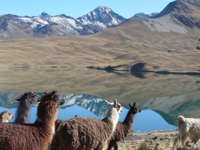 Bei Touren zum Cerro Austria in Bolivien bekommt man mit etwas Glück auch Llamas zu sehen. Hier am Tunisee. - Bolivien - 