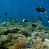 Abtauchen in die wunderschöne Vielfalt der Korallenriffe 