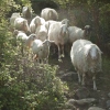 Die schönsten Schafe der Welt ;