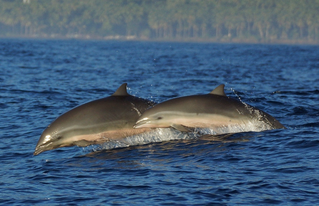 Nicht selten begleiten Delphine die Ausflugsboote - Indonesien - 