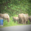 Achtung, Elefanten auf der Straße in Malaysia