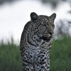 Super Safari-Aufnahme eines Leoparden