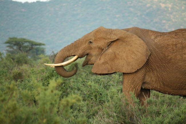 Elefantenbulle auf Safari in Samburu - Kenia - 