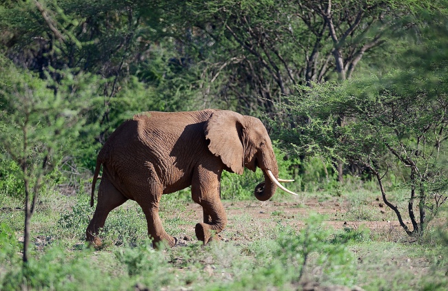 Elefant im Tsavo Nationalpark - Kenia - 