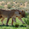 Junge Löwinnen im Etosha Nationalpark