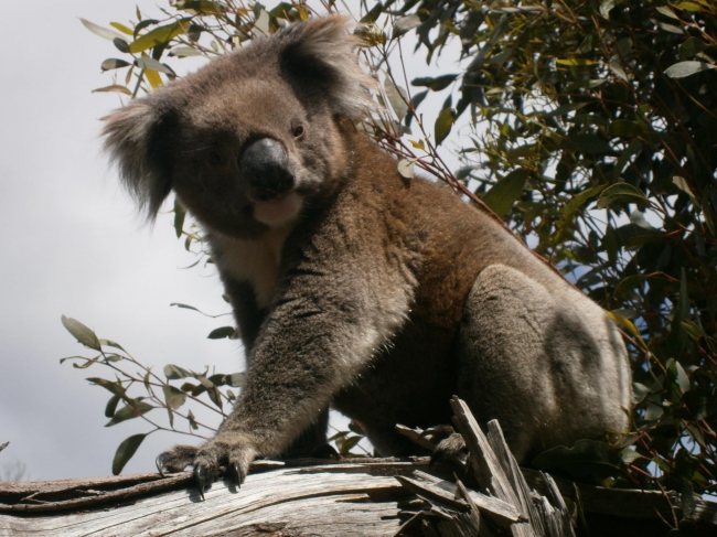 Bei uns leben Papageien, Koalas, Kängurus, Opossums, Eidechsen und Wasservögel in freier Natur - Australien - 