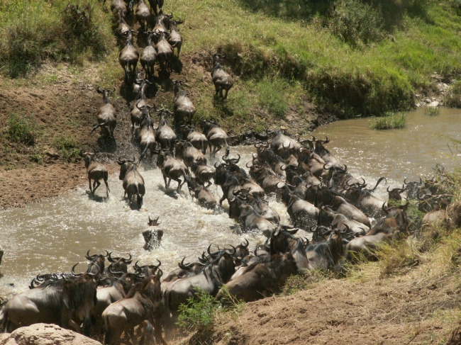 Gnu-Crossing durch den Talek in der Maasai Mara - Kenia - 