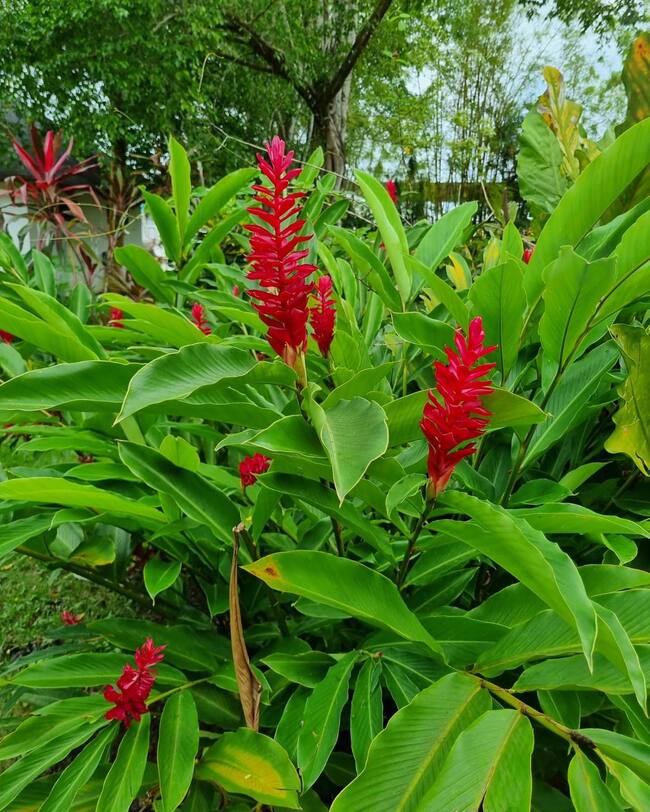 Üppige tropische Pflanzenwelt auf den teils unberührten Inseln - Panama - 