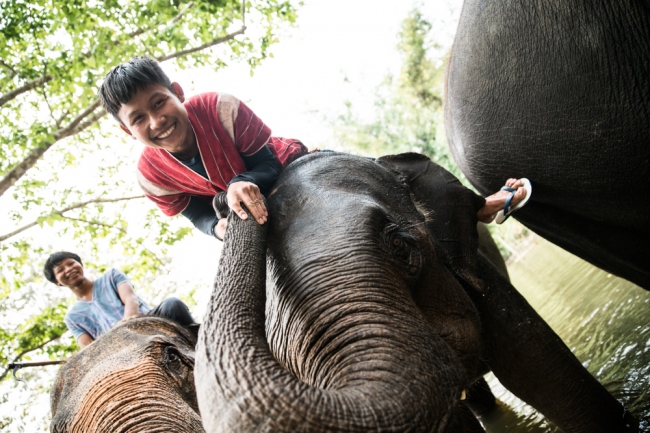 Elefanten-Führerschein  - Thailand - 