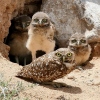 Burrowing Owl - die kleinen putzigen Eulen leben und nisten im Erdboden, manchmal kann man sie sehen