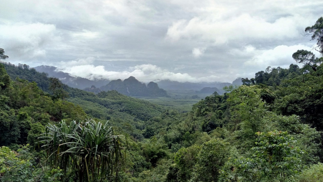 Regenwald entdecken  - Thailand - 
