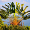 Es gibt auf Madagaskar ca. 170 verschiedene Palmenarten