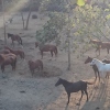 Blick auf die Herde in der Morgensonne