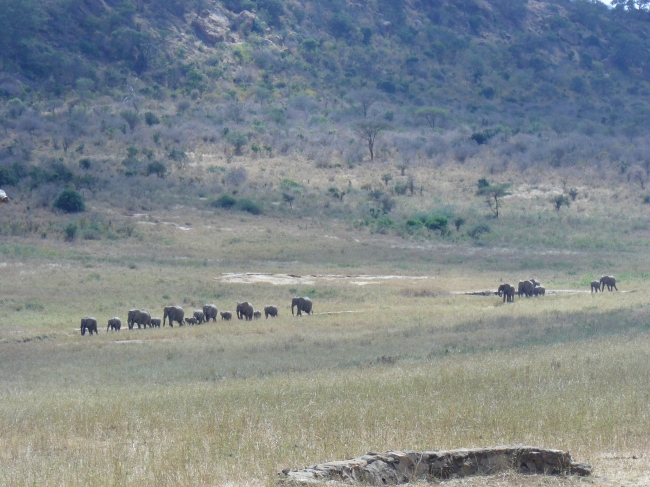 Elefanten in freier Wildbahn zu erleben ist immer wieder wunderbar! - Kenia - 