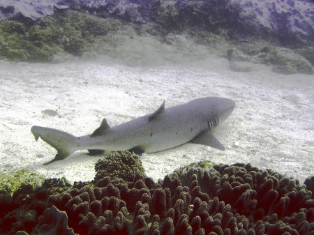 Weisspitzen-Riffhai nähe Shark Point  - Kenia - 