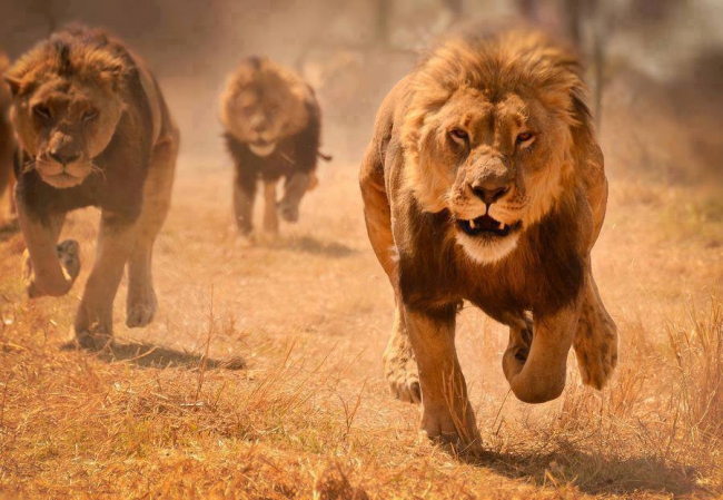 Löwen bei der Jagd - Botswana - 