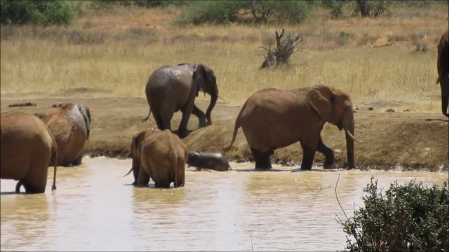 Elefanten im Tsavo Ost - Kenia - 