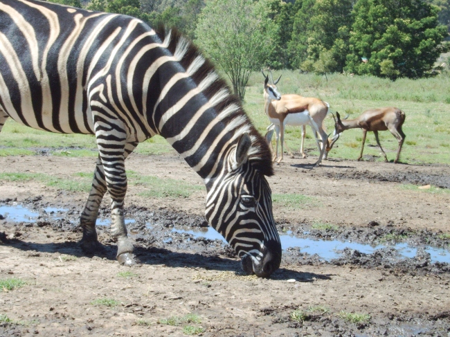 Zebras und Springböcke im Garten - Südafrika - 