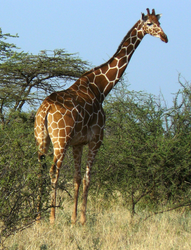 Netzgiraffe - Samburu Nationalreservat - Kenia - 