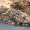 Krokodile auf den Kunene River Banks