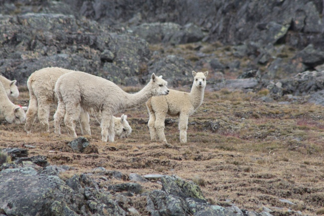 Alpacas - Bolivien - 