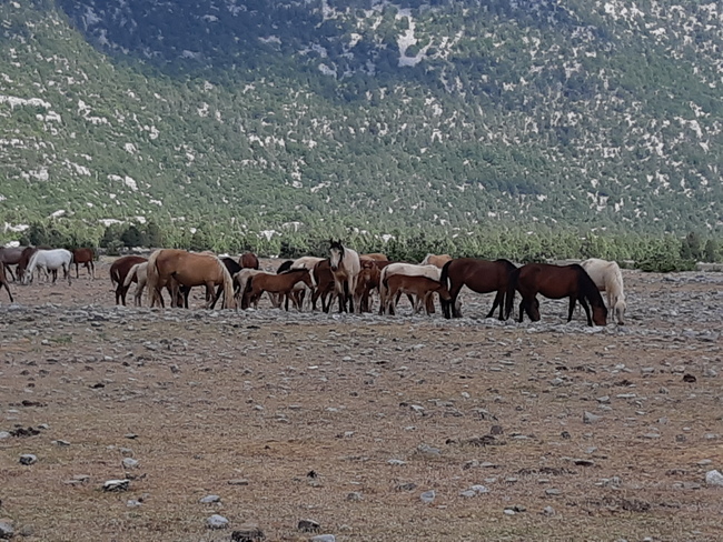 das Tal der Wildpferde in 10min.erreichbar - Türkei - 