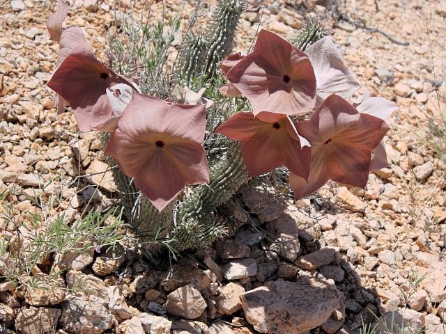 Hoodia, eine wildwachsende Pflanze der Namib mit medizinischen Eigenschaften - Namibia - 